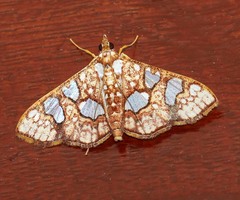Glyphodes canthusalis