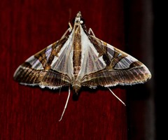 Agrioglypta itysalis