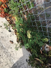 Crotalaria incana