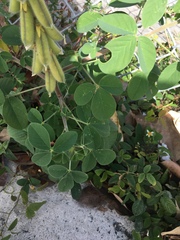 Crotalaria incana