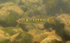 Opsariichthys evolans