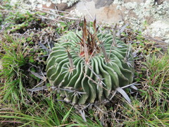 Echinofossulocactus phyllacanthus
