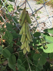 Crotalaria incana
