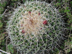 Mammillaria polythele