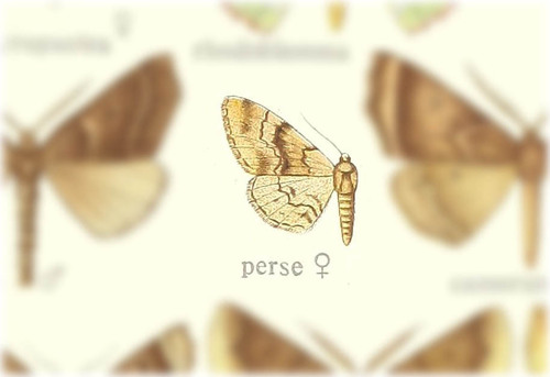 Exeliopsis perse