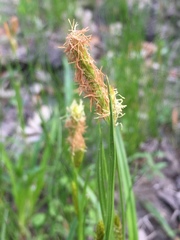 Carex planostachys