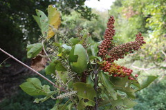 Combretum fruticosum