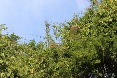 Combretum fruticosum