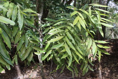 Thouinidium decandrum