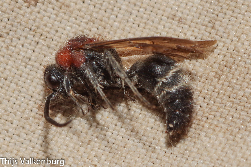 Physetopoda nuptura