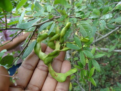 Pithecellobium unguis-cati