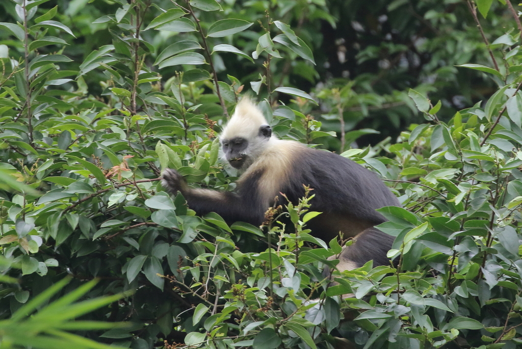 White-headed Black Langur