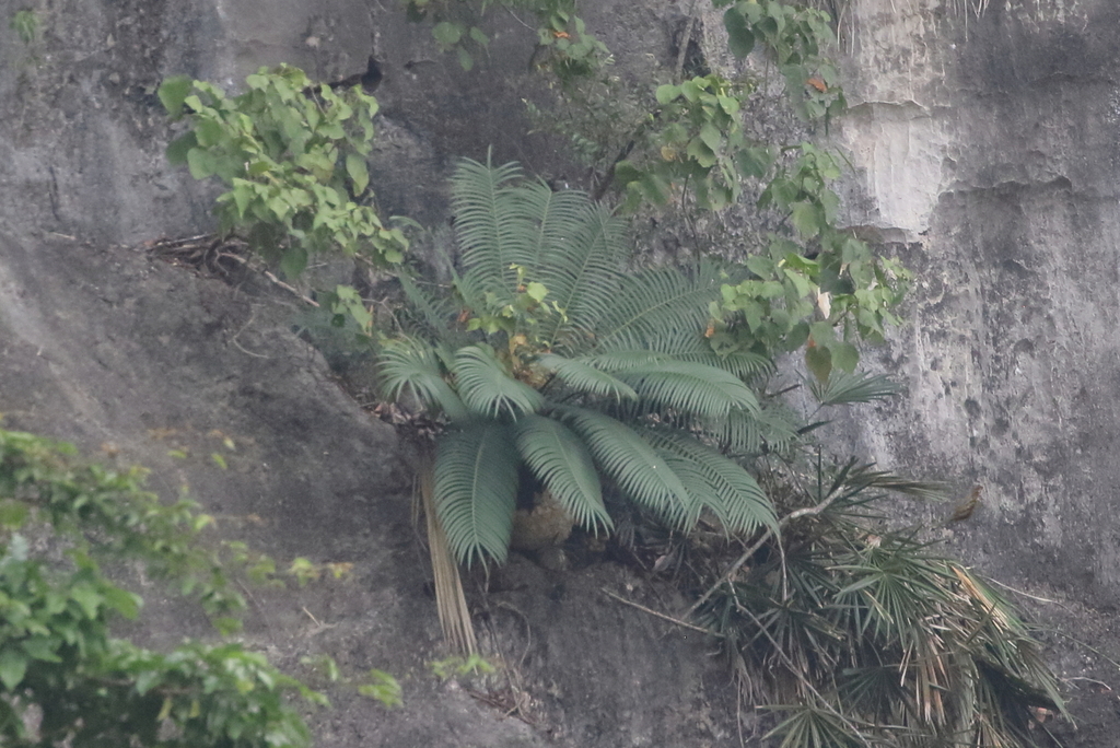 Cycas sexseminifera; photograph author not stated, no rights reserved