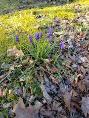 Muscari botryoides