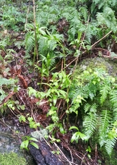 Lilium pardalinum pardalinum