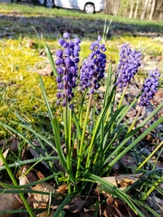 Muscari botryoides