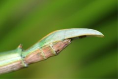 Achrioptera spinosissima