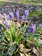 Muscari botryoides