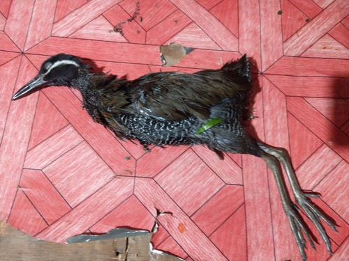 Barred Rail (Gallirallus torquatus), photo 9