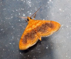 Hyalobathra aequalis