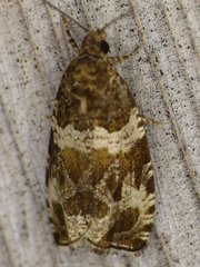 Olethreutes valdanum