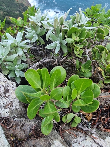 Image of Sinapidendron Sempervivifolium (Sinapidendron sempervivifolium) by (c) Vítor Jorge, some rights reserved (CC BY)