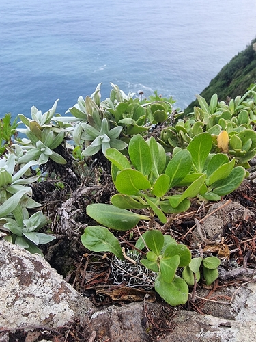 Image of Sinapidendron Sempervivifolium (Sinapidendron sempervivifolium) by (c) Vítor Jorge, some rights reserved (CC BY)