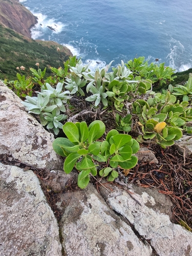 Image of Sinapidendron Sempervivifolium (Sinapidendron sempervivifolium) by (c) Vítor Jorge, some rights reserved (CC BY)