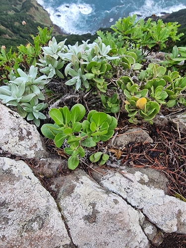 Image of Sinapidendron Sempervivifolium (Sinapidendron sempervivifolium) by (c) Vítor Jorge, some rights reserved (CC BY)