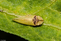Xerophloea viridis