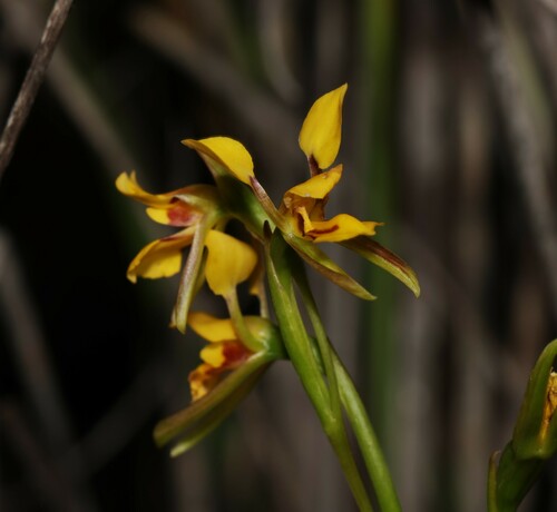 Image of Diuris concinna by (c) Greg Tasney, some rights reserved (CC BY-SA)