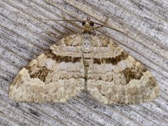 Xanthorhoe abrasaria