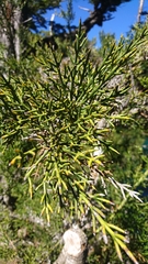 Colletia hystrix