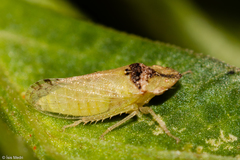 Xerophloea viridis