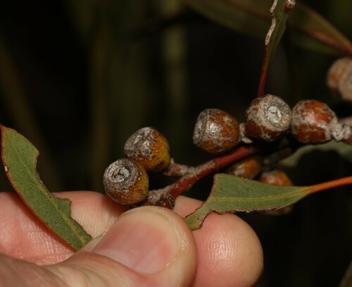 Image of Eucalyptus micranthera by (c) Greg Tasney, some rights reserved (CC BY-SA)