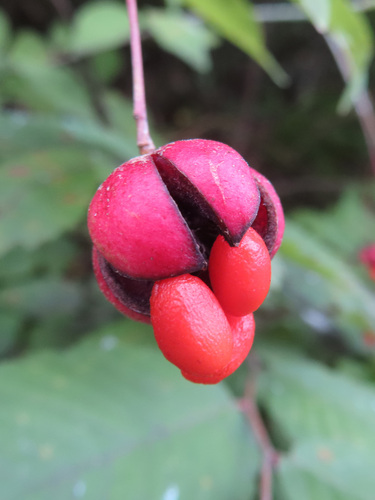 Euonymus oxyphyllus, photograph 1