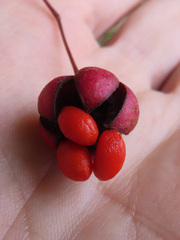 Euonymus oxyphyllus, photograph Timur Kalininsky, CC BY, iNaturalist via GBIF