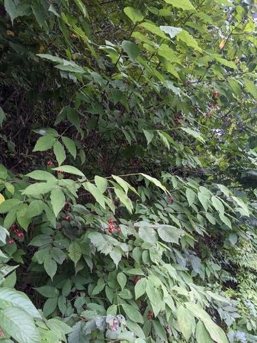 Euonymus oxyphyllus, photograph 3