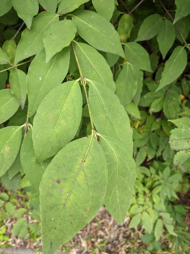 Euonymus oxyphyllus, photograph 4