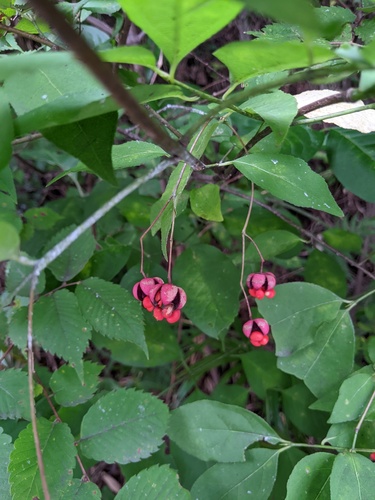 Euonymus oxyphyllus, photograph 5