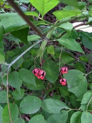 Euonymus oxyphyllus, photograph Timur Kalininsky, CC BY, iNaturalist via GBIF