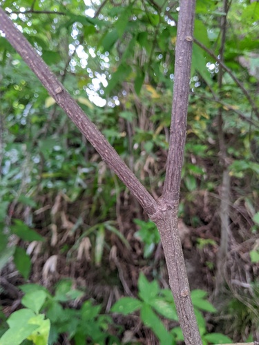 Euonymus oxyphyllus, photograph 6