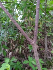 Euonymus oxyphyllus, photograph Timur Kalininsky, CC BY, iNaturalist via GBIF