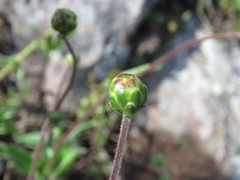 Tridax palmeri