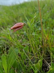Fritillaria agrestis