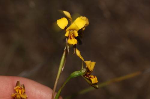 Image of Diuris concinna by (c) Greg Tasney, some rights reserved (CC BY-SA)