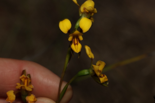 Image of Diuris concinna by (c) Greg Tasney, some rights reserved (CC BY-SA)