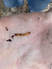 Dendroides canadensis