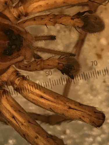 Six-spotted Fishing Spider