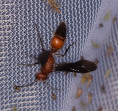 Sphaeropthalma boweri